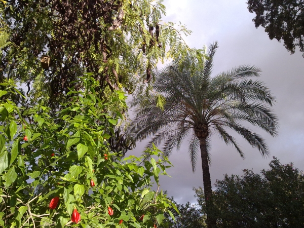 Ruxandra Malvaloba, "Nori, flori, arbori si casa", 1975